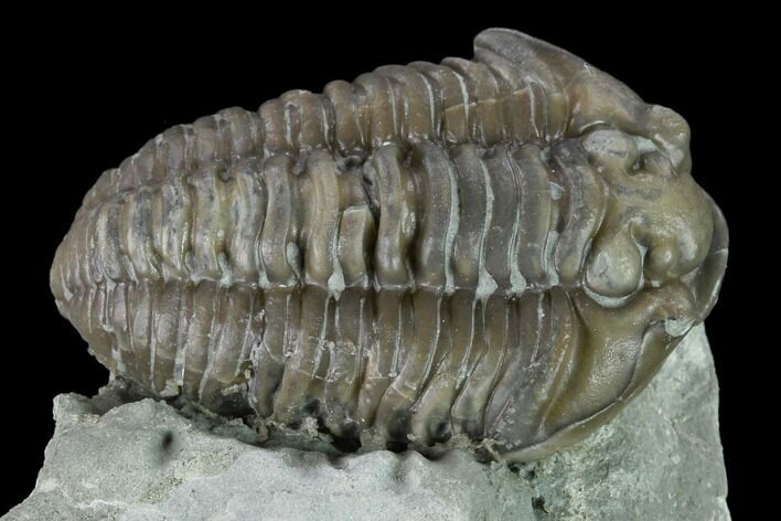 Flexicalymene Trilobite - Mt Orab, Ohio #133908